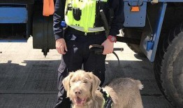 英国巡逻队在线观看,揭秘英伦海岸线守护者的英勇故事