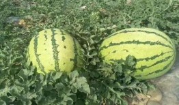 宿迁网红吃瓜事件,一场网络狂欢背后的真相揭秘