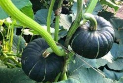 东北名媛吃瓜网红叫什么,瓜田里的“吃瓜达人”揭秘