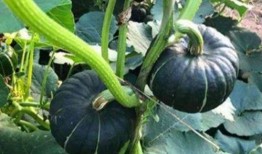 东北名媛吃瓜网红叫什么,瓜田里的“吃瓜达人”揭秘