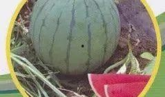 宿迁网红吃瓜事件,一场网络狂欢背后的真相揭秘