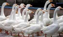 爆料碳烤大鹅视频下载,视频曝光烹饪全过程